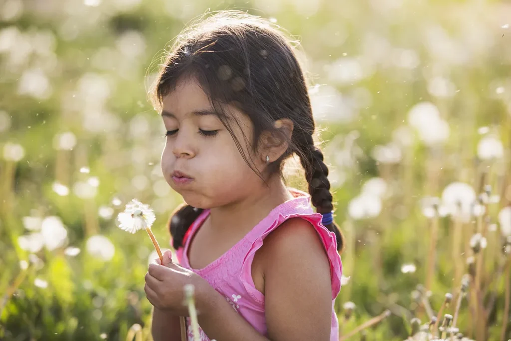 A young child in a field of flowers, blowing the fluffy seeds off a dandelion seedhead clock.